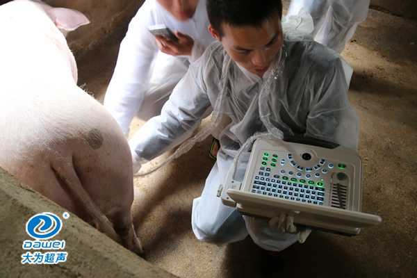 養(yǎng)豬場(chǎng)給母豬驗(yàn)孕