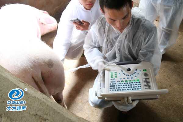 養(yǎng)豬場(chǎng)給母豬驗(yàn)孕